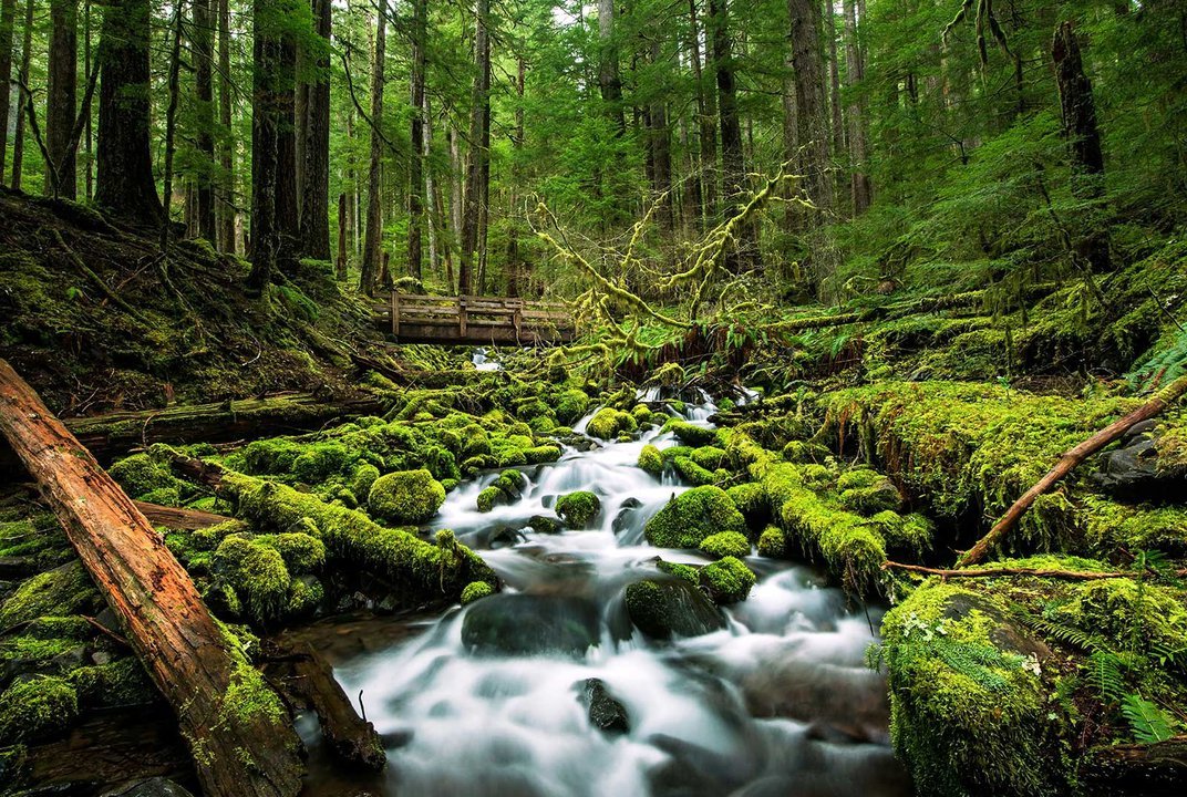 maiores alias consequ